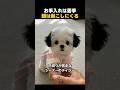 爪切りを怖がるシーズーが可愛すぎる