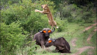 Celebrity Lion Wrong Move: Buffalo Launches Predator Into The Air Profile