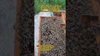 1 ÇITA BÖLME CANDIR*** SiyahBuckfast #buckfast #anaarı #beekeeping