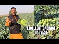 Top-Quality Cabbage Harvest! Heavy, Hard &amp; Market-Ready | Farmer Speaks