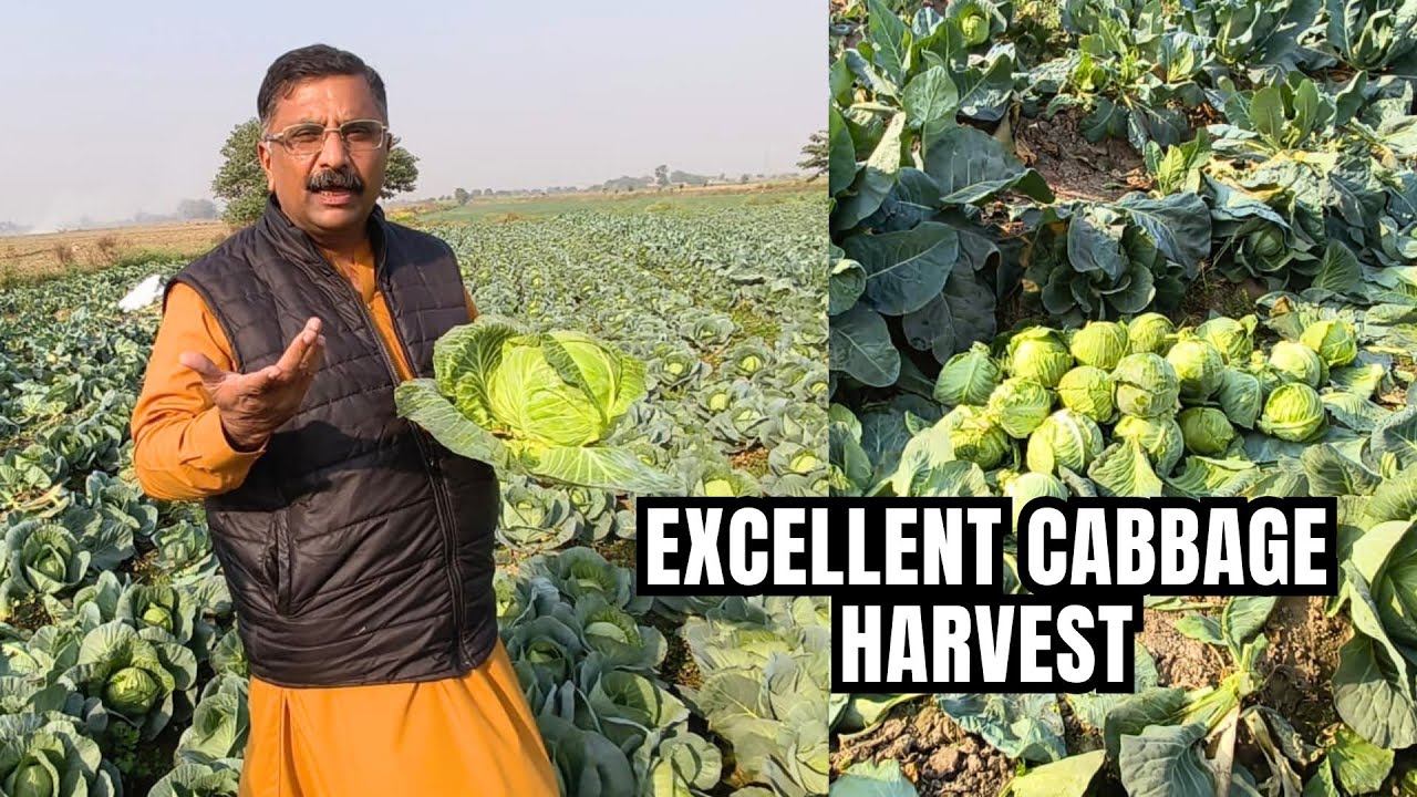 Top-Quality Cabbage Harvest! Heavy, Hard & Market-Ready | Farmer Speaks