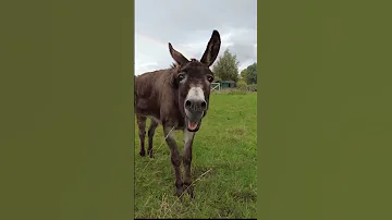 حمار جائع حمار مضحك حمار يريد يأكل صوت الحمار Donkey 