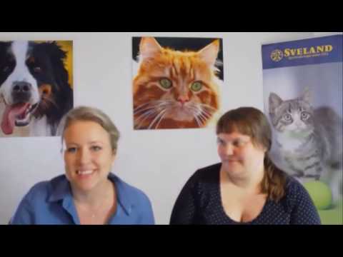 Video: Första Hjälpen För Katter