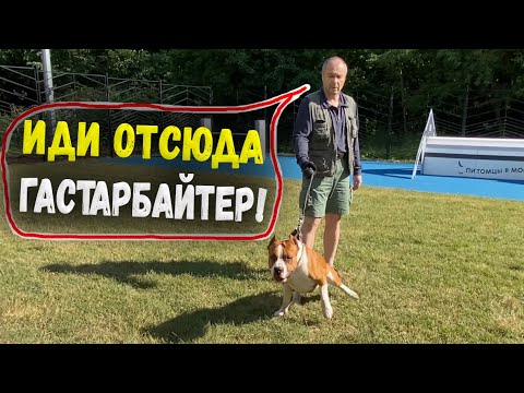 Конфликт на собачей площадке