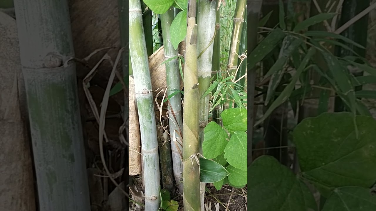 ไผ่สร้างไพร  อุดรธานี