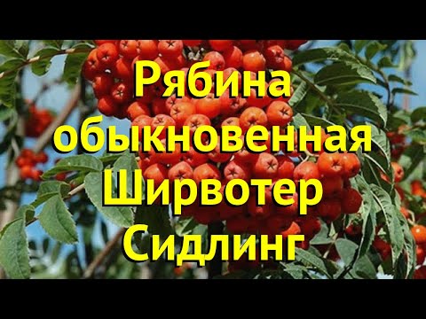 Рябина обыкновенная ширвотер сидлинг. Краткий обзор, описание sorbus aucuparia Sheerwater Seedling