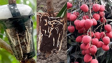 How to Air Layering Lychee Tree - Easy method to grow Lychee tree from cuttings at home