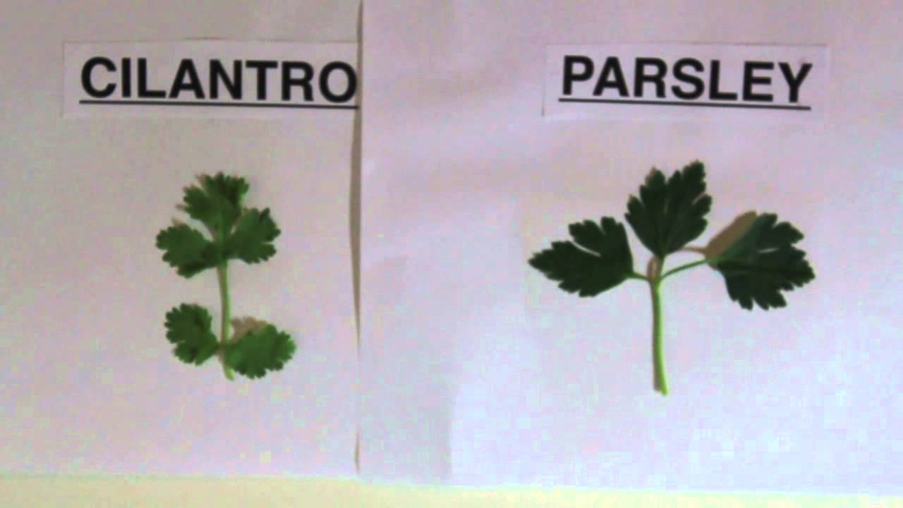 coriander vs parsley