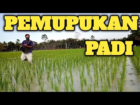 () PEMUPUKAN PADI YANG PERTAMA