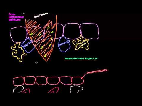 Video: Диапедез менен химотаксис бир эле нерсеби?