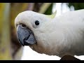 A Funny and Cute Cockatoo Parrot Compilation -  Bird funny Videos