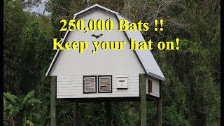 250,000 Bats at the Univ. of Fl. Gainesville Near the Athletic Fields.