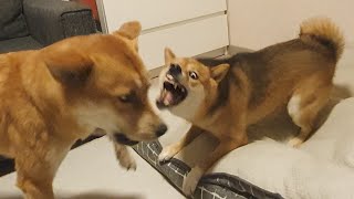 Jindo Dog's Reaction When Her Favorite Bed Is Taken By a Shiba Inu