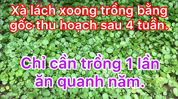 Cách trồng xà lách xoong bằng gốc trong chậu và ngoài đất lên xanh mướt thấy mê