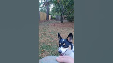 Corgi’s are faster than you think!