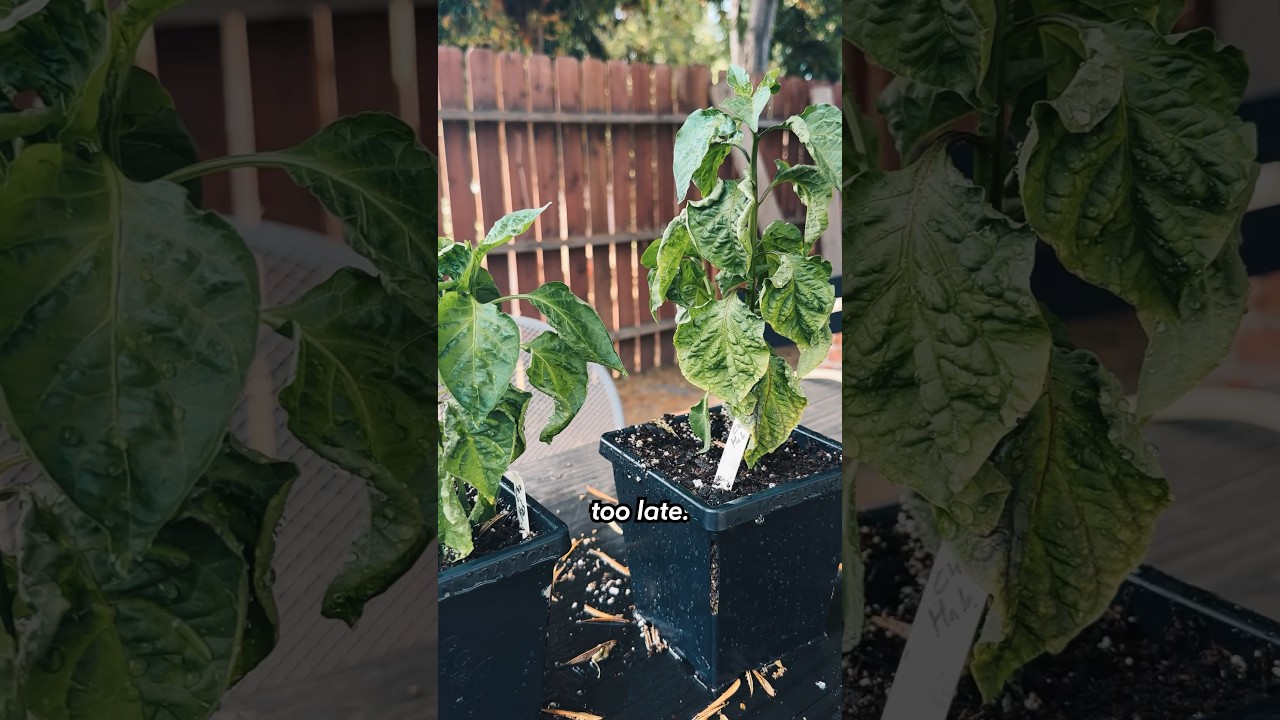 The Two Biggest Fails From My Summer Garden 