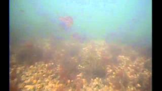 Cotuit Bay Inlet 1.mp4