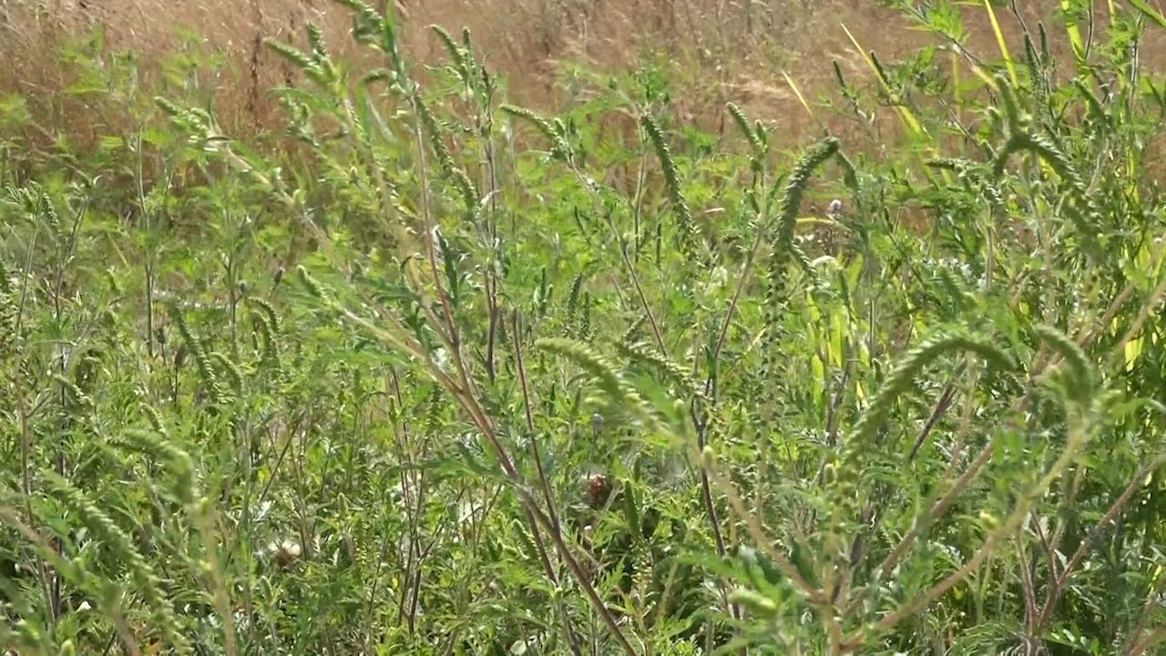 Alergija na ambroziju neće proći, terapija je potrebna što pre