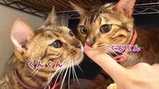 この母娘猫が大優勝！タオルの山で可愛さ爆発してます