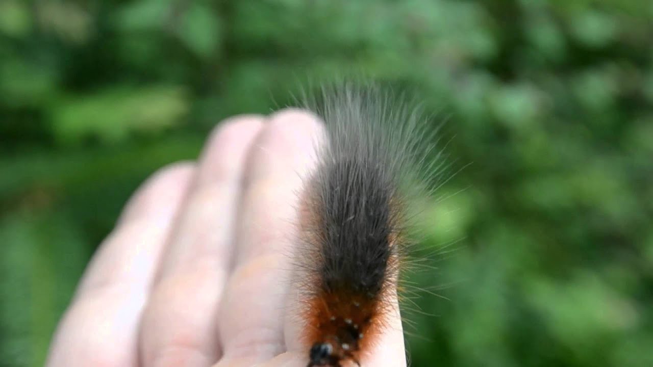 Prozessionsspinner Raupen Hundeschule Wohnmobil Reisefuhrer