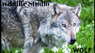 Coyotes vs. Wolves - An Unequal Battle in Yellowstone National Park |  Nature〡Wildlife Studio