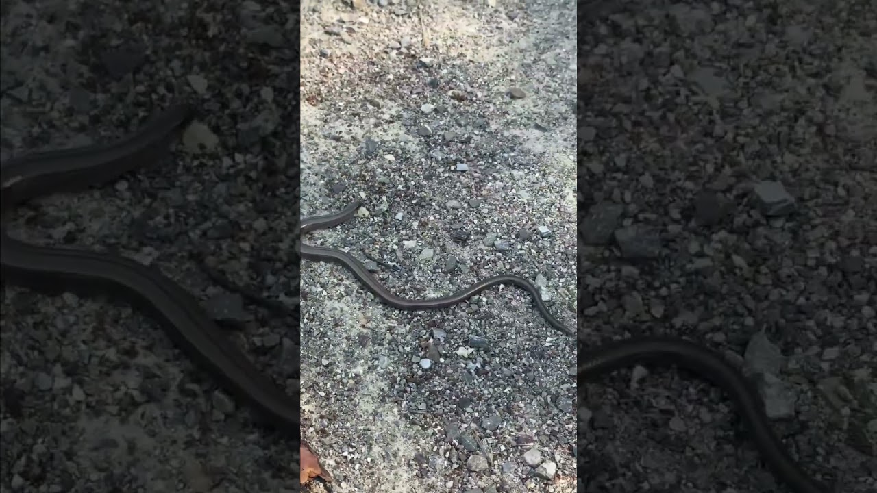 What is this thing that's NOT a snake or a worm in Germany?