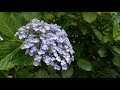 あじさい 舞鶴自然文化園 hydrangea【4K】