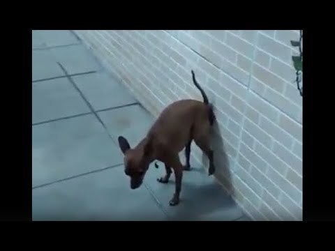 dog poops on wall dog poops on wall