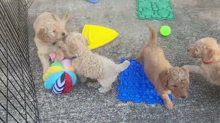 Fall 2023 mini Goldendoodles - 5 weeks old by Chattahoochee Kennels 248 views 7 months ago 2 minutes, 3 seconds