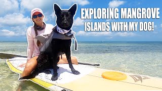 Teaching my DOG HOW TO PADDLE BOARD + Exploring Florida Keys Island!