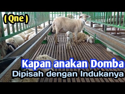 Video: Apakah domba akan dipisahkan dari kambing?