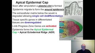 Lesson 9  Epimorphic Limb Regeneration