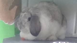 Alert Rayne Flop Eared Rabbit Eating Carrot Piece with her Ears Propped Forward!!!!