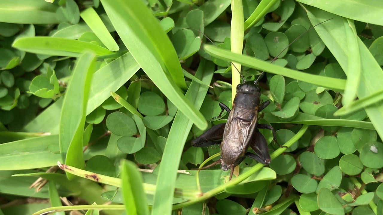 虫の鳴き声 マメクロコオロギ オス Melanogryllus Bilineatus 沖縄の昆虫 Youtube