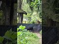 Anoa. #zoo #animals #anoa