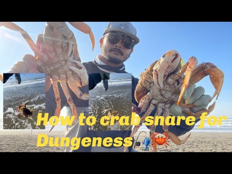 How to crab snare for Dungeness (Beginner) 