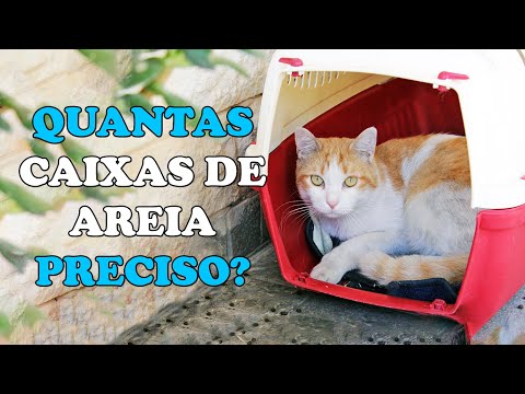 Vídeo: Por Que Vários Gatos Precisam De Várias Caixas De Areia