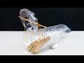 How to make a mouse trap - Water bottle Mouse/Rat Trap HomeMade