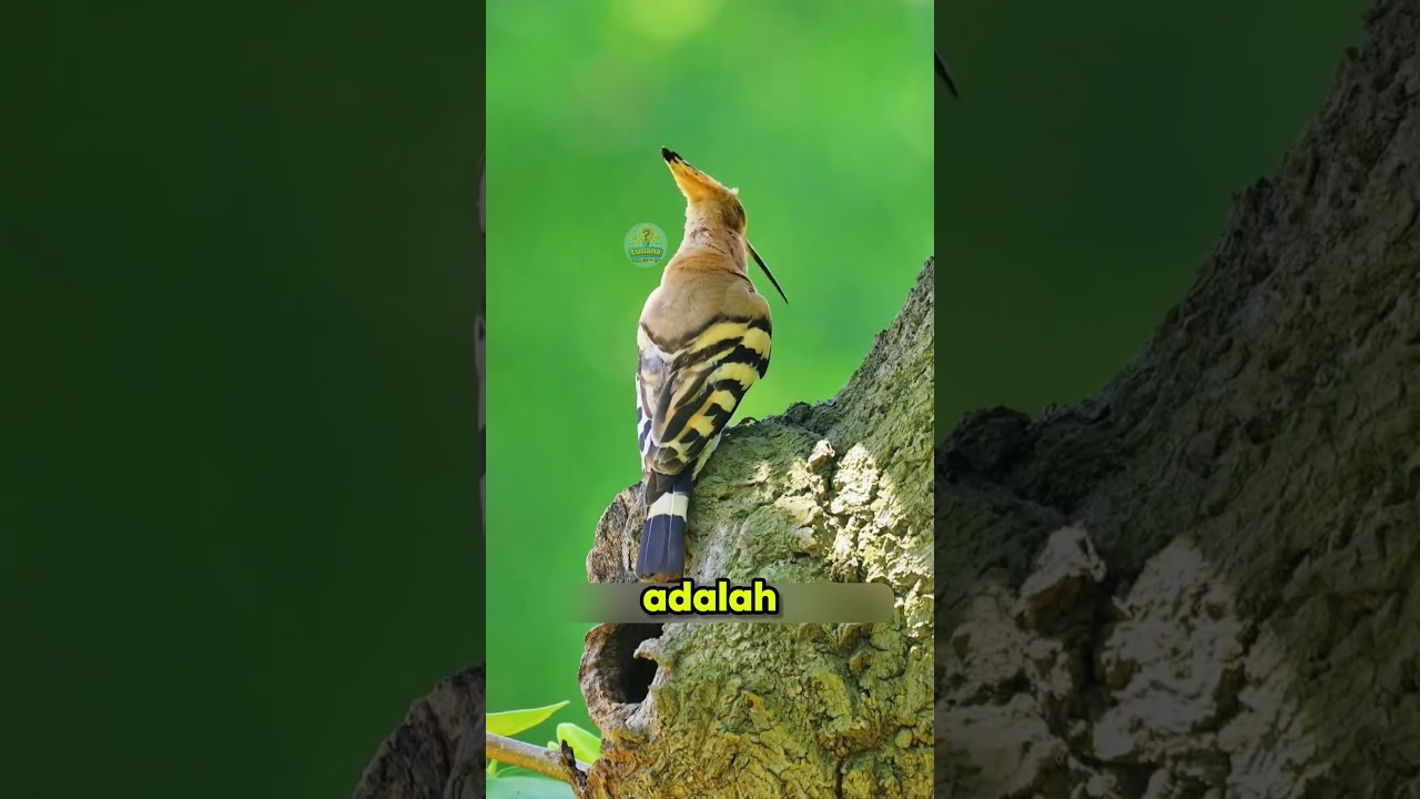 INI SUARA BURUNG APA? #education #faktaunik