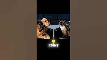 AI Cat and dog Podcast (Part-1) #ai #aivideo #shorts