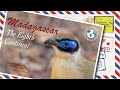 Tropical Birding Madagascar Virtual Tour by Ken Behrens