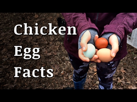 Video: The Healing Properties Of Chicken Eggs