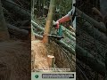 Powerful Bamboo Cutting tool Ends Exhausting Work #tools