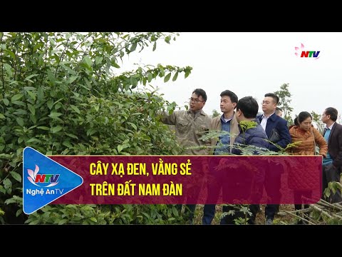 Video: Cà chua chùm: giống tốt nhất, tên, mô tả kèm ảnh, quy tắc chăm sóc và năng suất