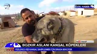 Sivasın Meşhur Kangalları Altın Kangal Köpek Çiftliği Ana Haberde.
