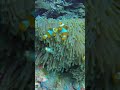 Peces Nemo Tulamben Bali - Youtube #shorts diving