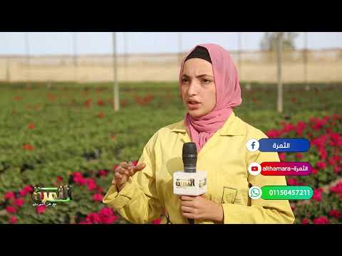 شاهد أكبر مجمع لإنتاج وتصدير نباتات الزينة فى مصر تابعة لشركة عامر للانتاج الزراعى 