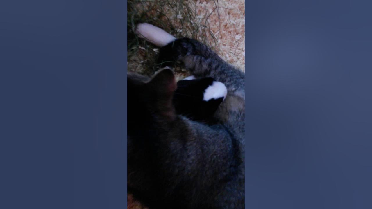 Katze schmust mit hase und hört nicht YouTube