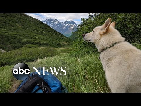 Deaf, injured hiker credits survival with dog that appeared out of nowhere