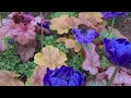 SPRING TIME 2026 😍🌹🥀🌷#flowers 